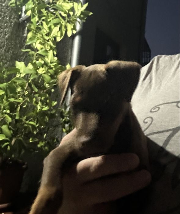 Vand femela Jagd terrier