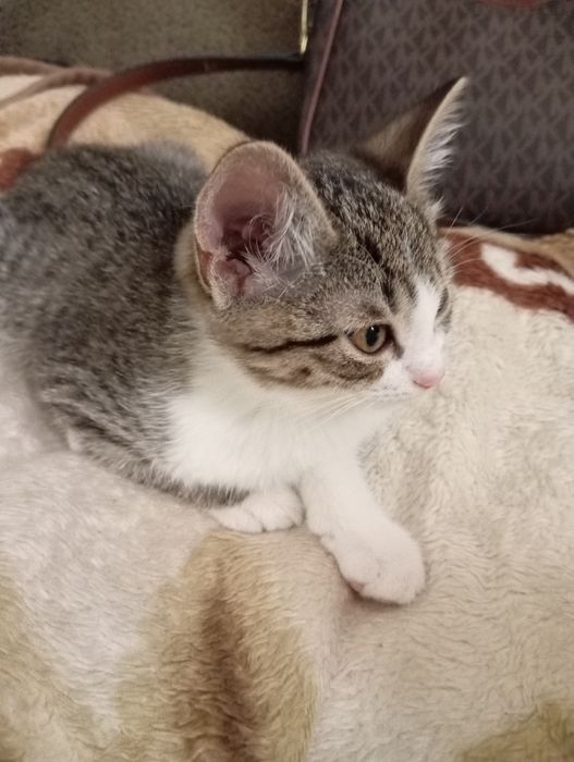 Отдам котенка бесплатно к лотку приучин кушает всё