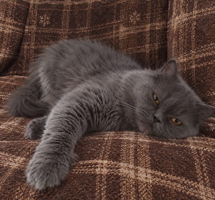Mascul blue british longhair, pedigree, teste genetice, transport