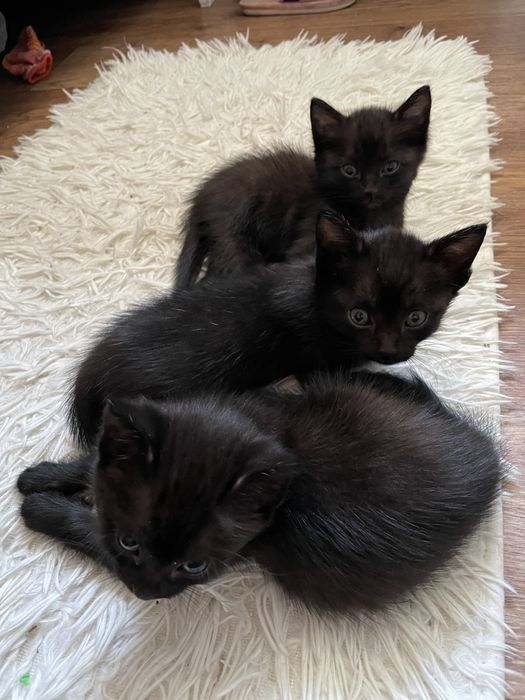 Котята. Отдам даром!