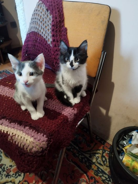 Отдам котят в хорошие руки