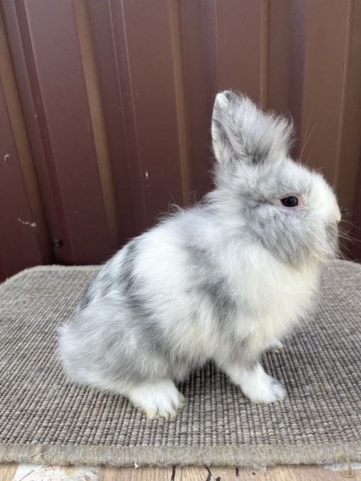 Iepuri cap de leu rohn