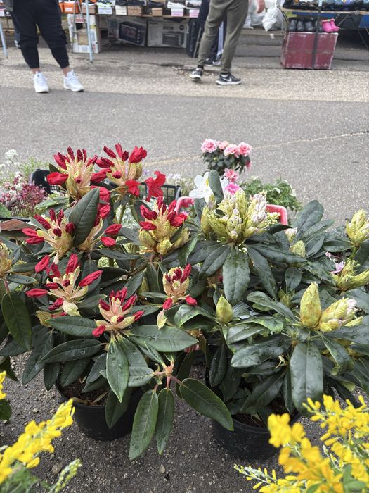 Лимони/Кумкуат и растения