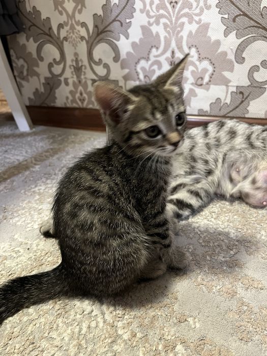 отдам котенка в добрые руки