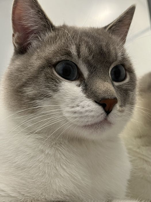 Вязка кошка, кота