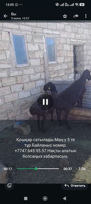 Тоқтылар сатылады