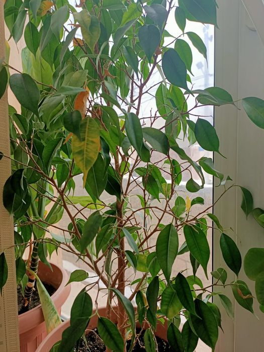 Цветы комнатные красивые