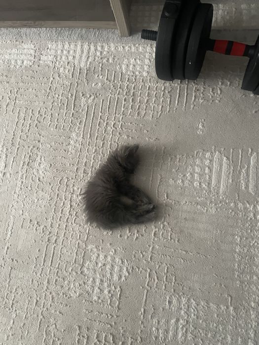 Отдаётся котёнок