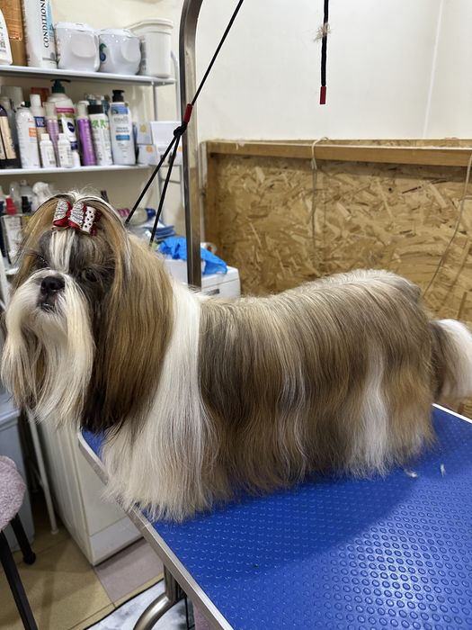 Шикарные щенки ши-тцу документы фци