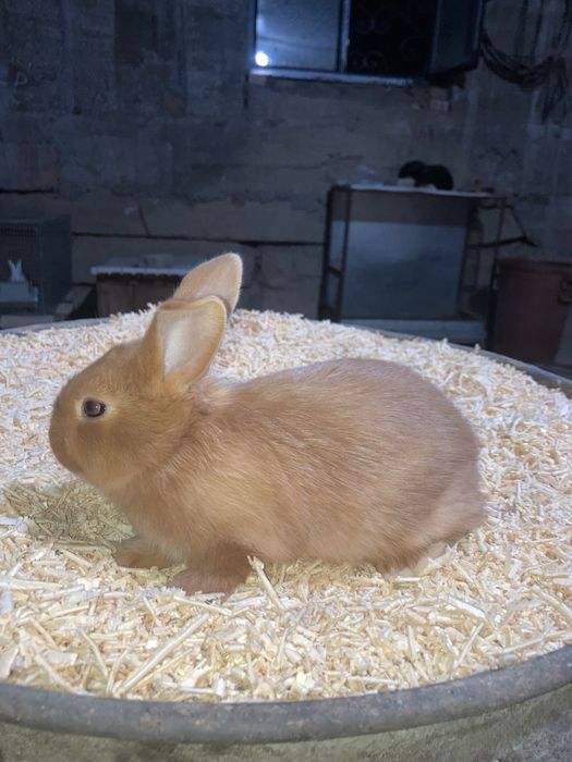 Zotli quyon bolalari sotiladi