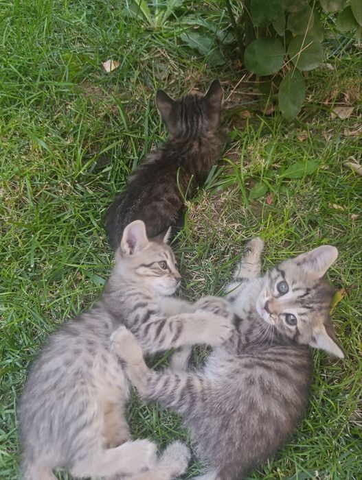 Котятя 1.5 месяца