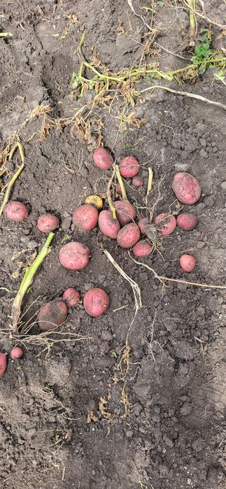 Картошка домашняя