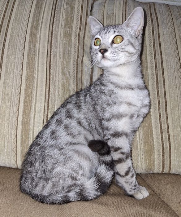 Подари Женевьеве семью