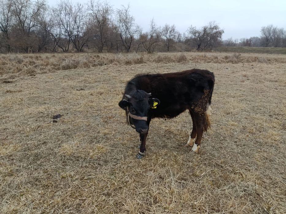 Ұрғашы тайынша откормда тұрған