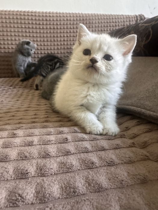 Продам породистых котят