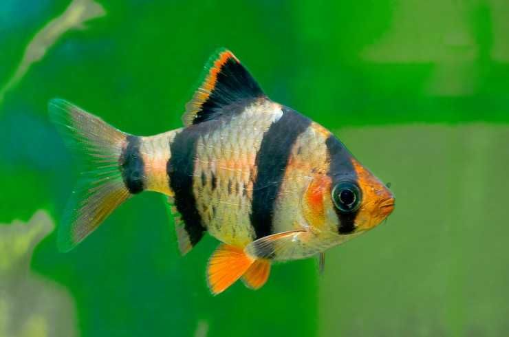 Аквариумная рыбка "Суматранский Барбус"