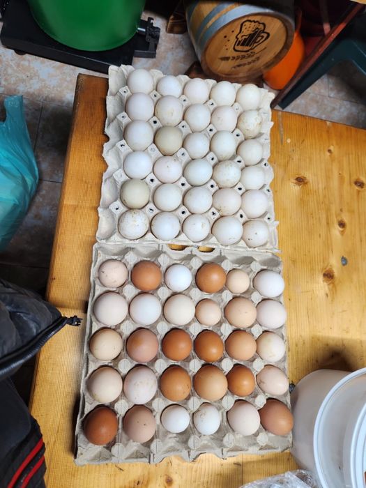 Ouă bio de vânzare