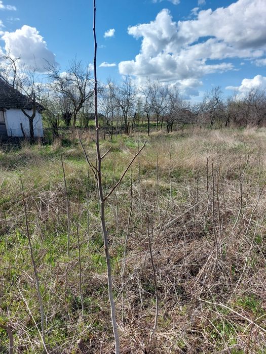 Pom de nuc, vârsta aproximativ 2-3 ani