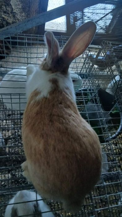 Mascul Hycol francez