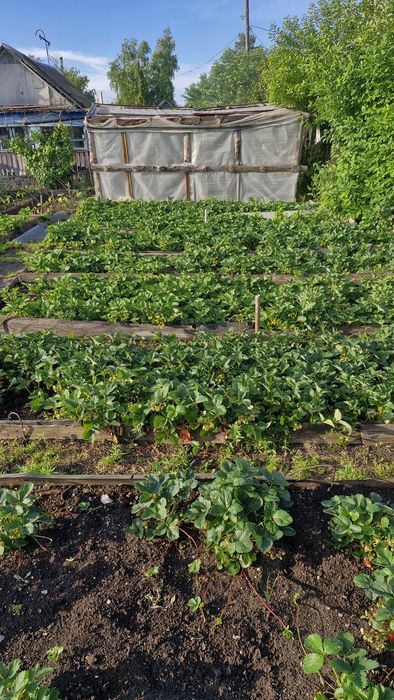 Продам дачу на Чапаево