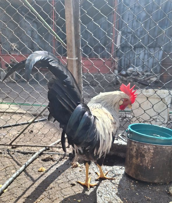 Cocoși de rasa italiana argintie și austrolorp