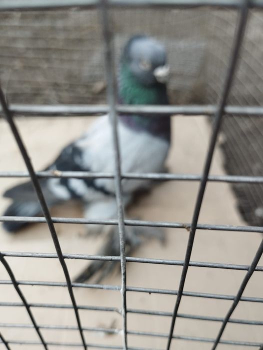 Продам самца голубя