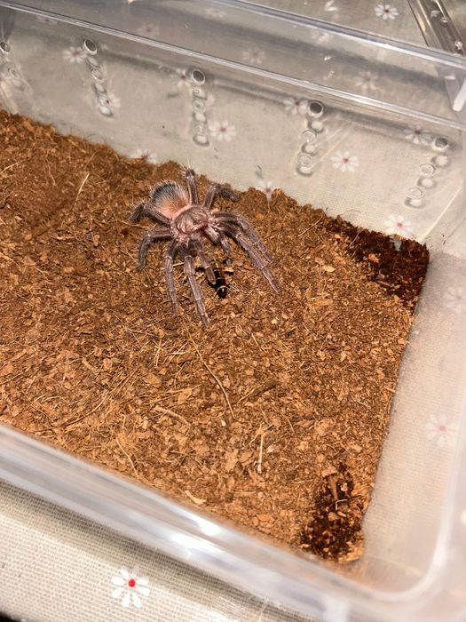 Паук птицеед Lasiodora parahybana