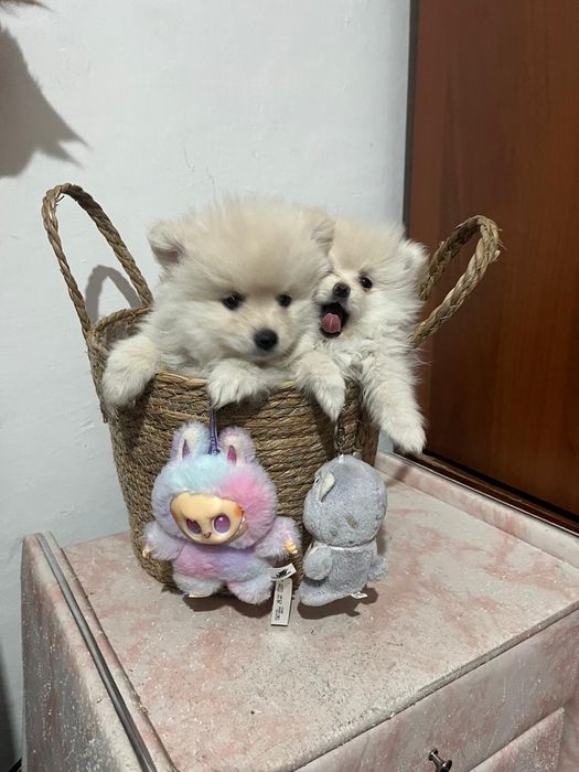 Щенятки немецкого щпица