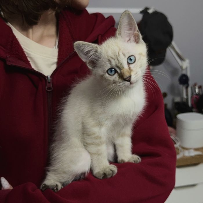Ласковые котята ждут своих хозяев, Шымкент