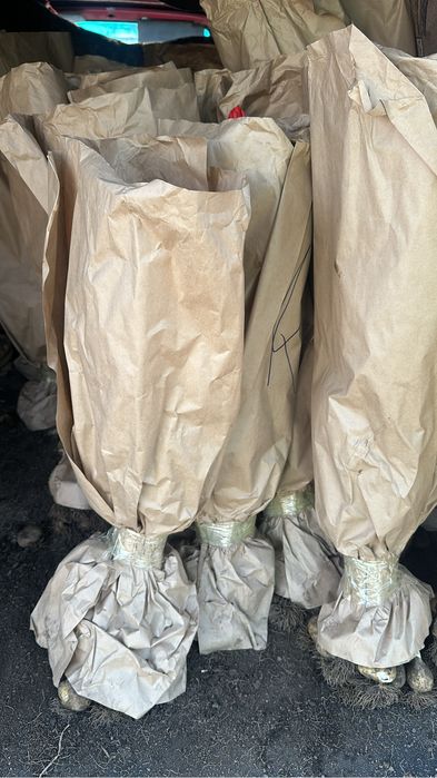 Тюльпаны оптом по брони