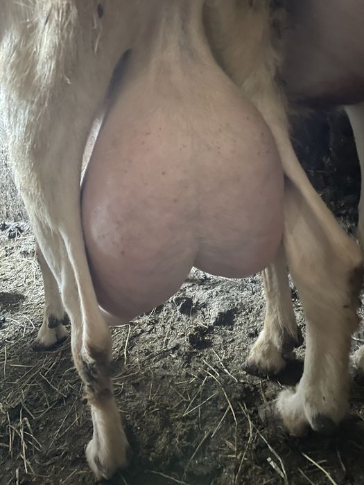 Vând țap și ieduță Saanen – fătați în martie
