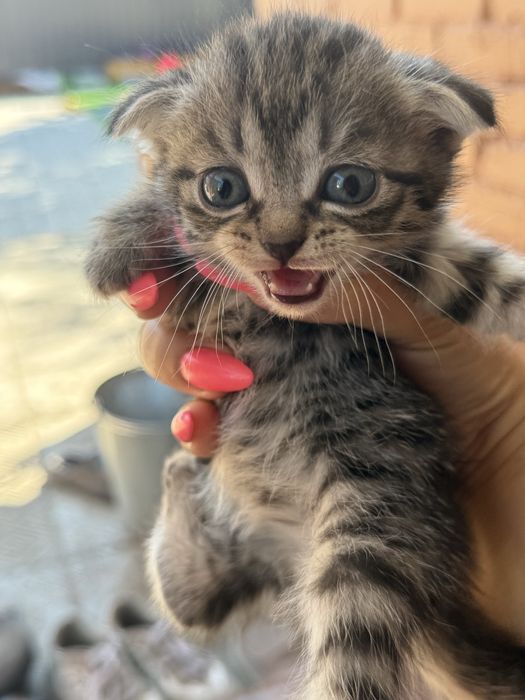 Вислоухие котята