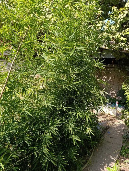 Продается Бамбук (Бамбук)