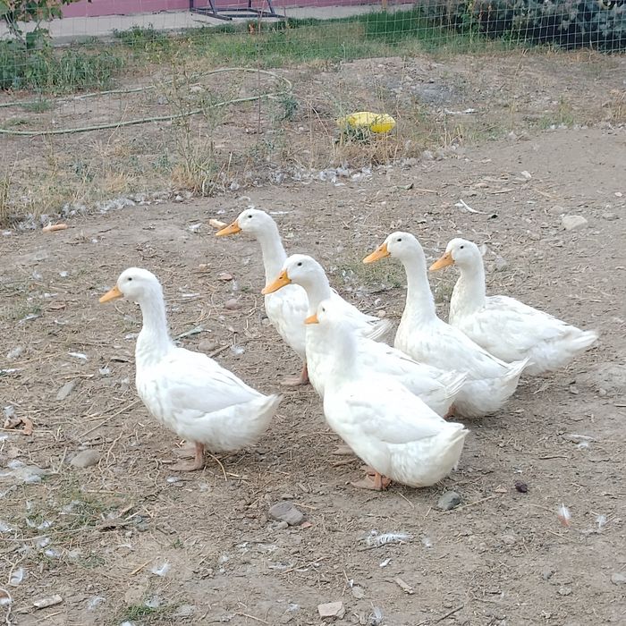 Продаю уток кряквы