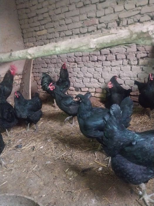 Кора шахзодалар хороз товуклар.