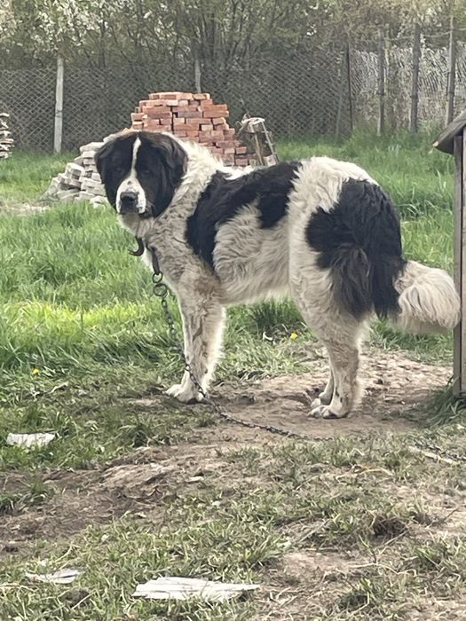 Vând Ciobănesc Românesc în vârstă de 10,5 luni  de Bucovina