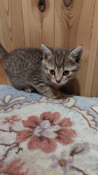Котята скоттиш страйт