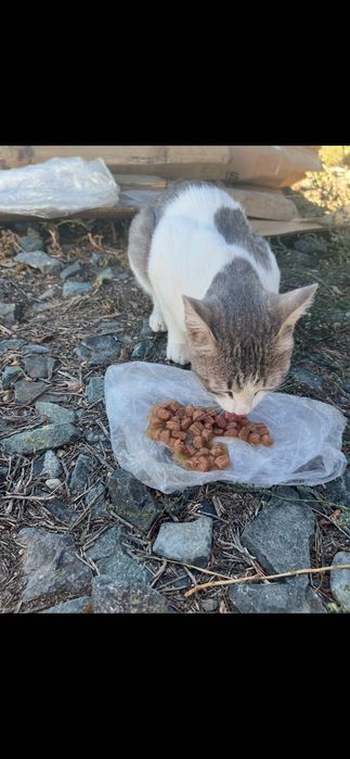Спасите котика пожалуйста