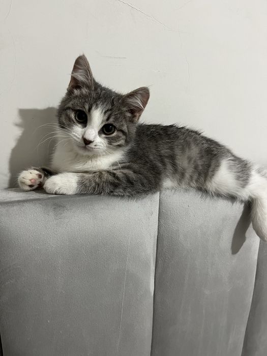 Котика в добрые руки