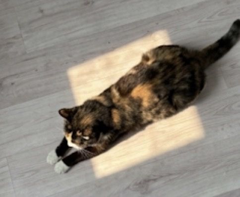 Отдам в добрые руки кошечку