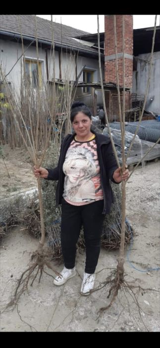 Prun Stanley Nuci Chandler Aluni Visin Castan Ciresi Rodiu Kaki Migdal