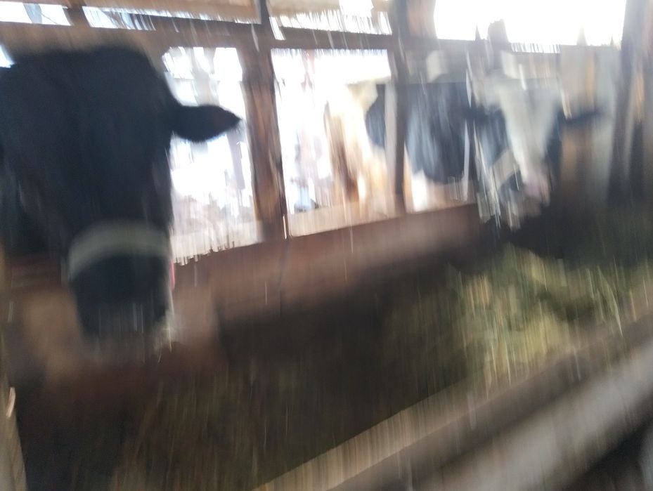 Скот бычки кочкар