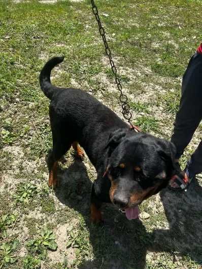 Donez caini Rottweiller