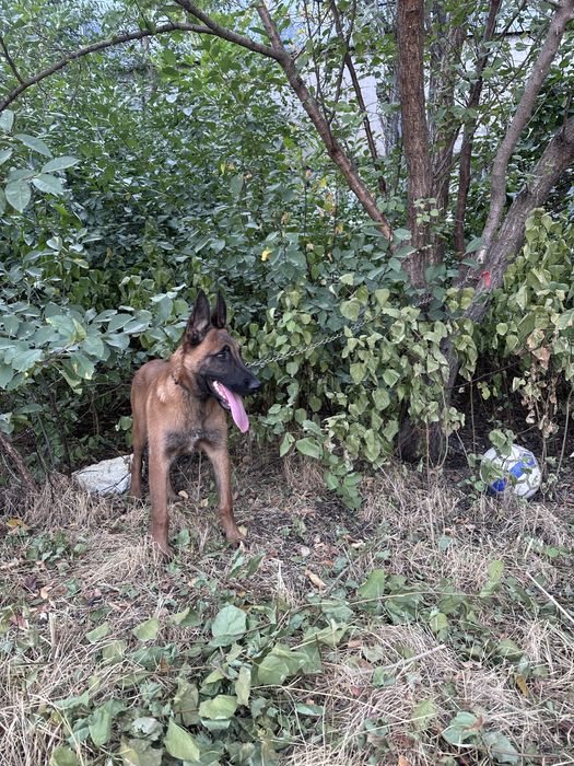 Малинуа, бельгийская овчарка