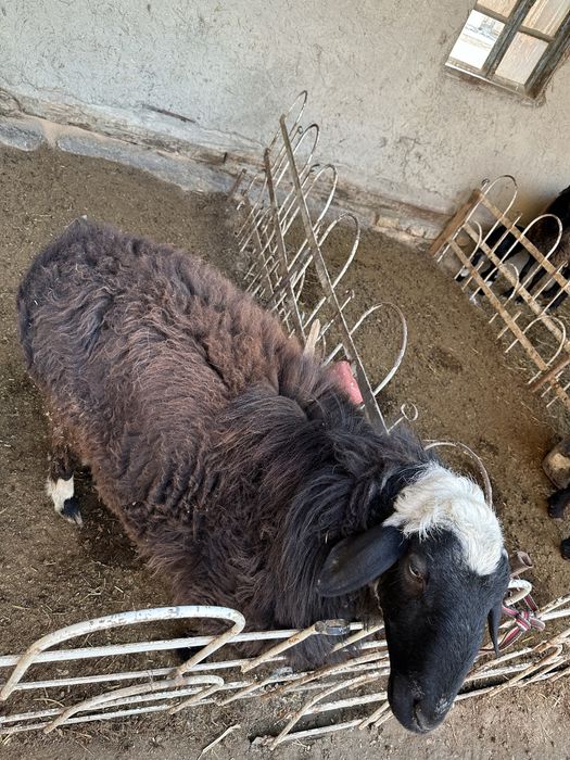 Qo’chqor sotiladi soglom