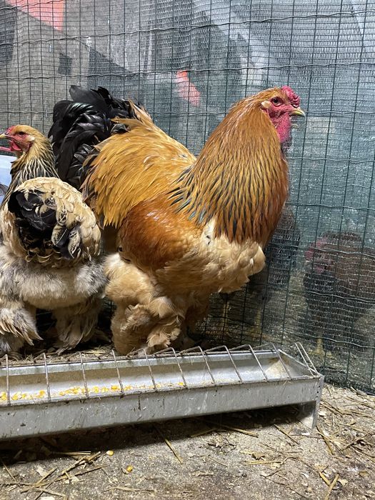 Pui de gaina pui mici Brahma Italiana Jersey Giant Australorp Marans Targoviste • OLX.ro