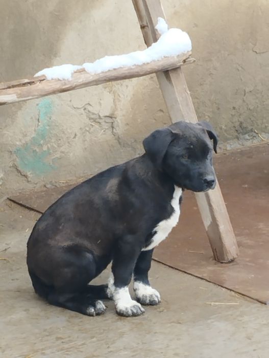 Продаётся щенок питбультерьер (сука)