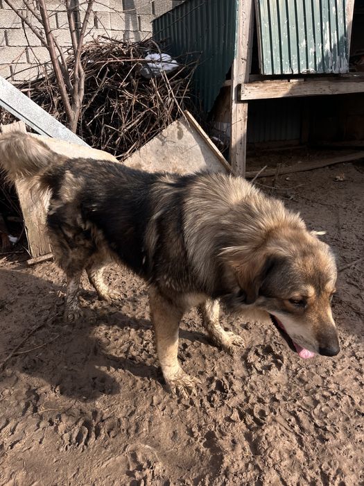 Продаётся Кавказская Овчарка