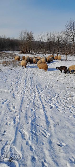 Oi tinere de vanzare