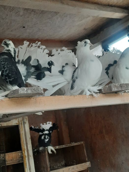 Porumbei indieni de vânzare